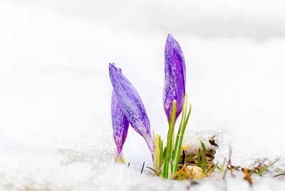 Purple Crocus in Snow