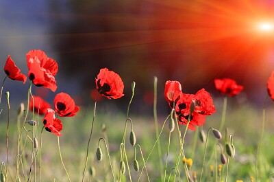 Poppies in Sunrise