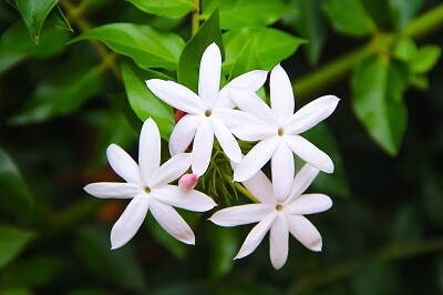 פאזל של Star Jasmine