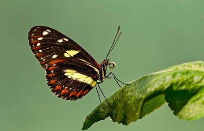 Brown Butterfly jigsaw puzzle