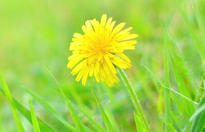 Dandelion in Lawn jigsaw puzzle