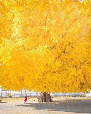 Yellow Tree