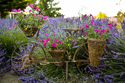 Bicycle in lavender