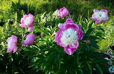 פאזל של Pink and White Peonies, Husarö, Sweden