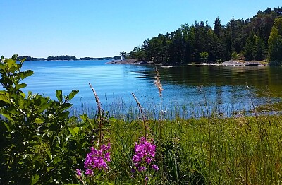 Archipelago island shore, Husarö, Sweden