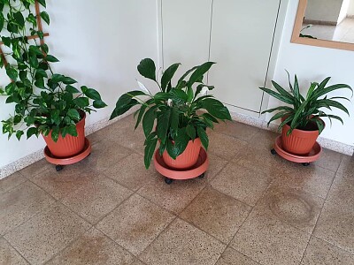 פאזל של plants