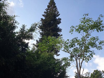 פאזל של שמירת התרגום trees