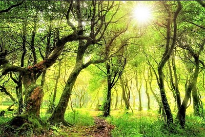 sunrays in the forest jigsaw puzzle
