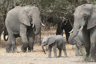 פאזל של Famille d 'éléphants