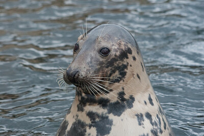 foca