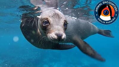 LOBO MARINO