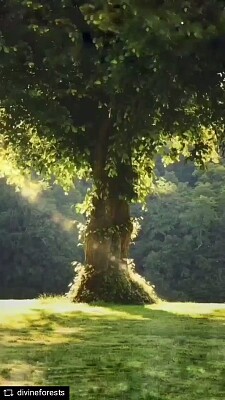 Árbol