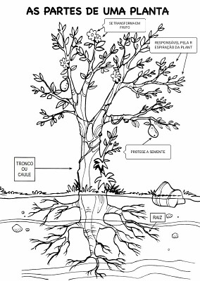 AS PARTES DAS PLANTAS - puzzle online