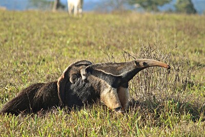 Tamandua