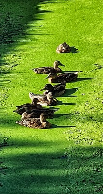 Canards