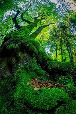 פאזל של Arbol