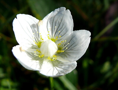 Parnassie des marais