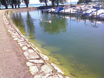 Auvernier petits cygnes