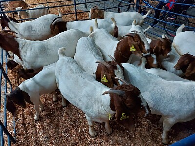 Cabras e Bodes