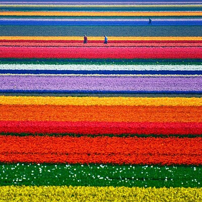Tulipanes