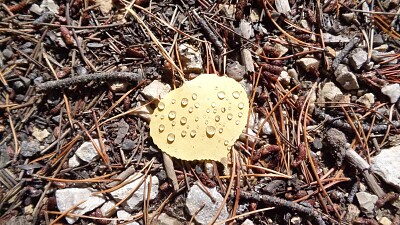 Aspen Leaf jigsaw puzzle