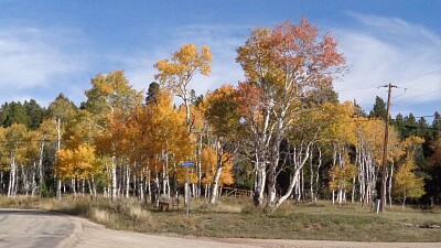 Aspens on Casper Mountain jigsaw puzzle