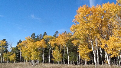 Aspens on Casper Mountain jigsaw puzzle