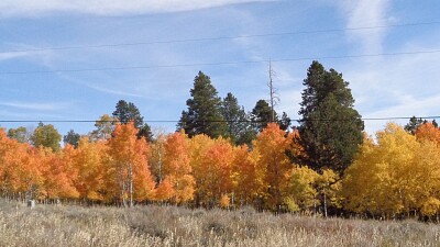 Aspens on Casper Mountain jigsaw puzzle