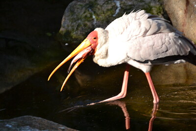 פאזל של oiseau