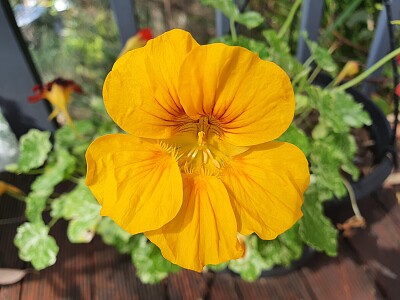 Yellow Nasturtium jigsaw puzzle