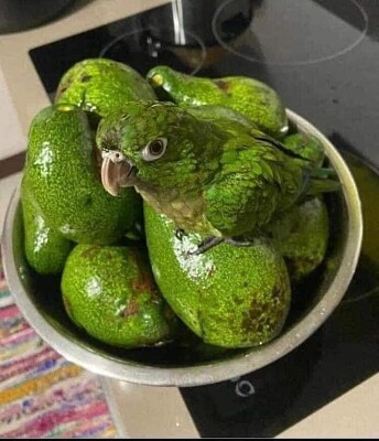 Palta