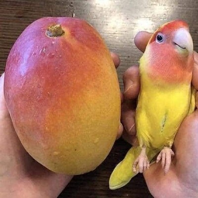 Mango