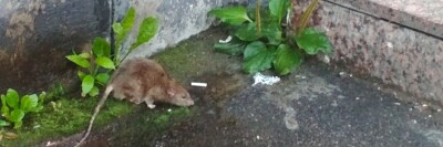 Rat in the street