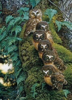 buhitos