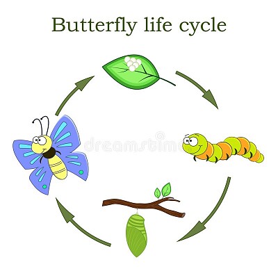 פאזל של o ciclo da borboleta