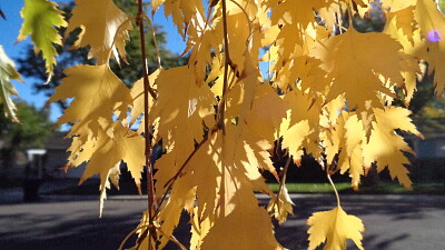 Cut Leaf Birch