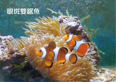 眼斑雙鋸魚