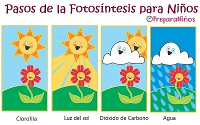 pasos de la fotosíntesis