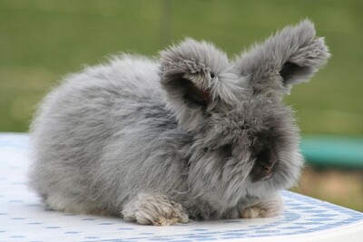 Lapin angora