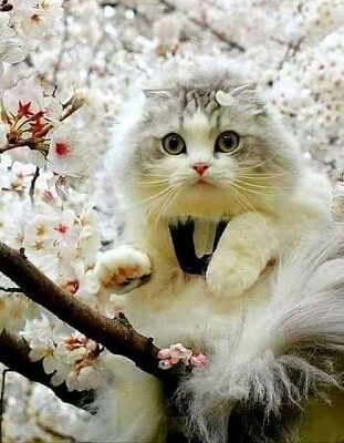gato