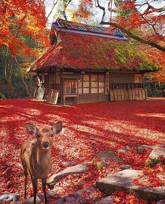 Nara Park, Japan jigsaw puzzle