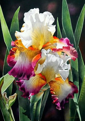 Iris jigsaw puzzle