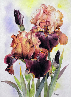 Iris