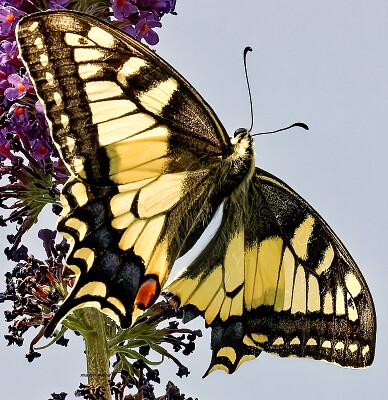 Machaon