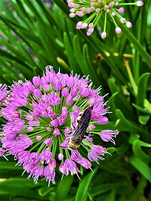 Bee on garlic flower