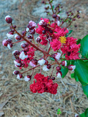 Dynamite Crape Myrtle jigsaw puzzle