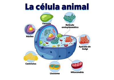 פאזל של celula animal
