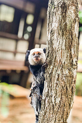 Sagui da cara branca