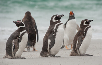 פאזל של Pinguinos