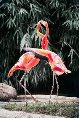 Two flamingoes jigsaw puzzle